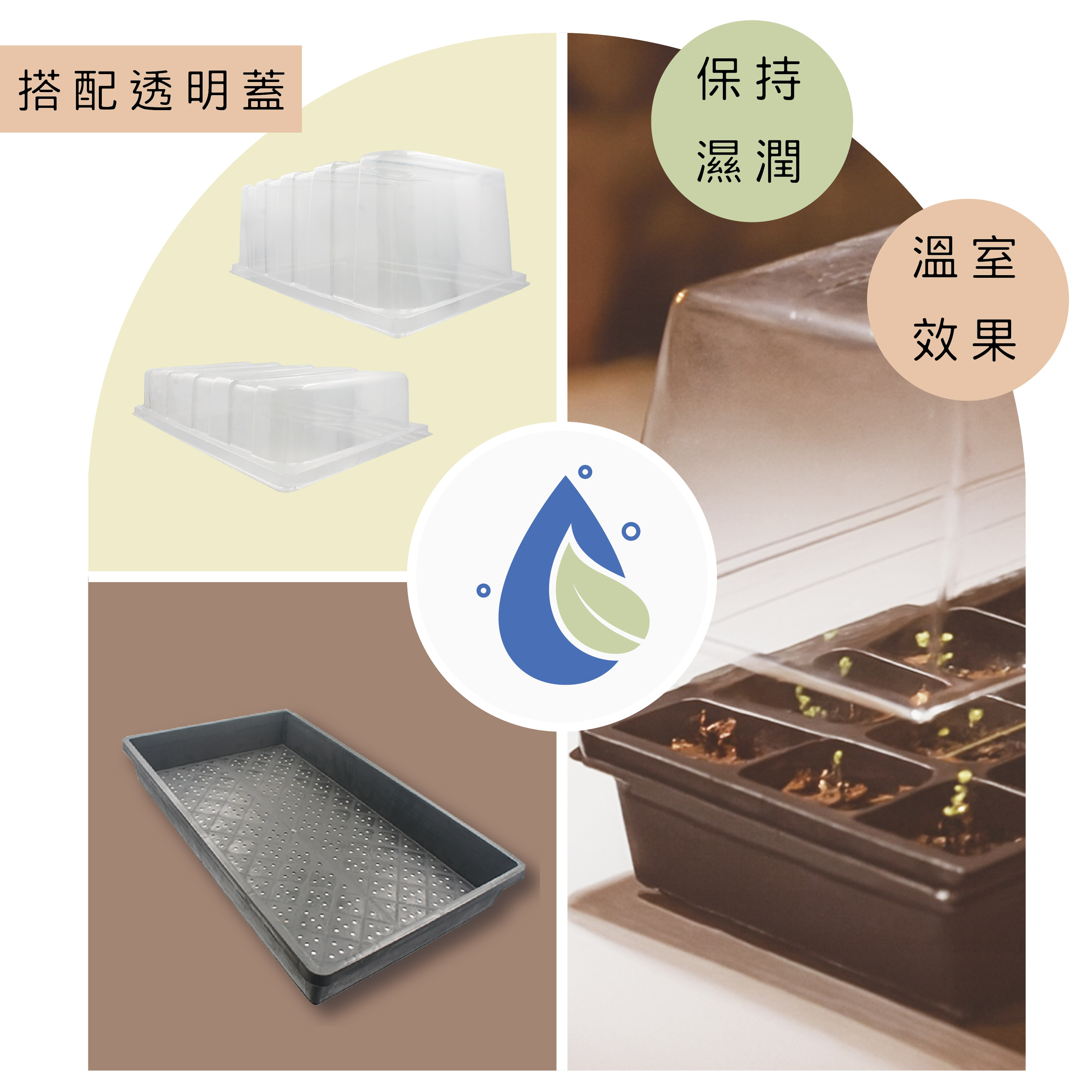 育苗盤搭配透明悶箱蓋，小溫室育苗。