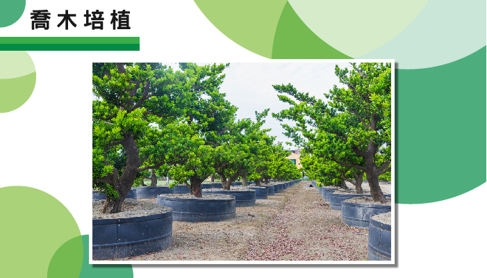AIERMEI 艾爾鎂平板圈經濟喬木培植應用示範
